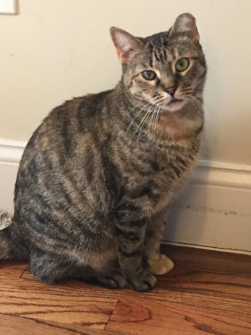An adult medium-sized female Domestic Short Hair cat named Ella for adoption in Brooklyn, NY