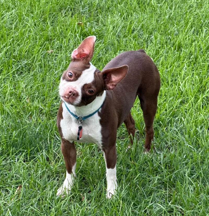 A young small-sized female Boston Terrier dog named Bella in NE for adoption in Elkhorn, NE