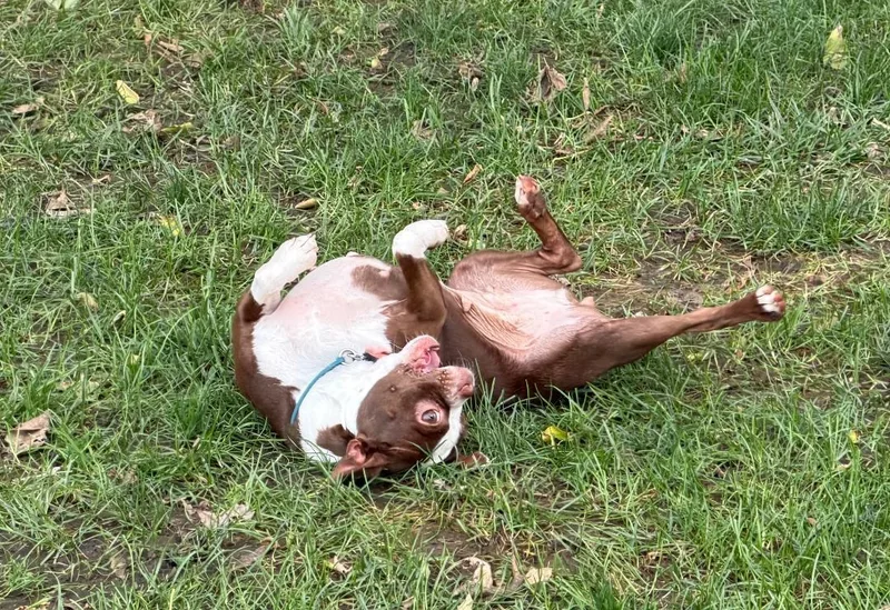 Bella in NE thumbnail 4