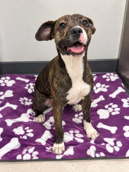 An adult medium-sized female Mixed Breed dog named Hadley for adoption in Gulfport, MS