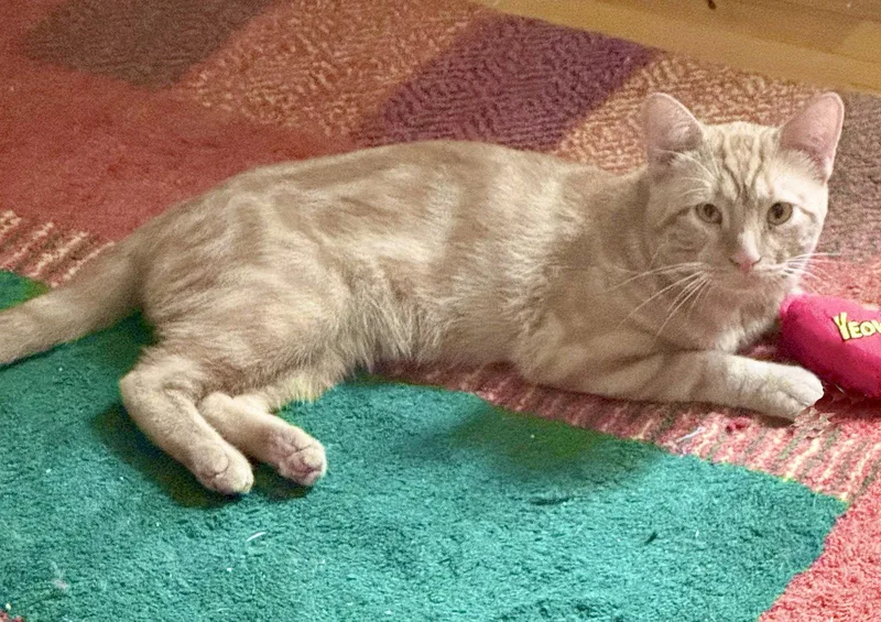 An adult medium-sized male Orange / Red Domestic Short Hair cat named Sunrise! for adoption in Brooklyn, NY