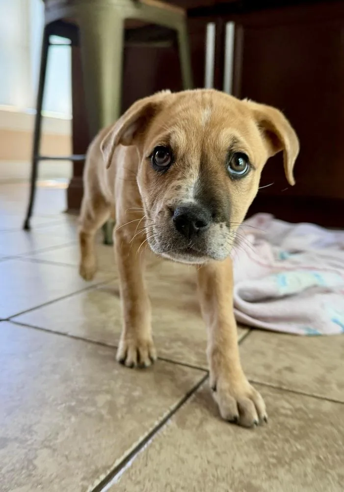 A baby large-sized female White / Cream Labrador Retriever dog named Tayla for adoption in Greenlawn, NY