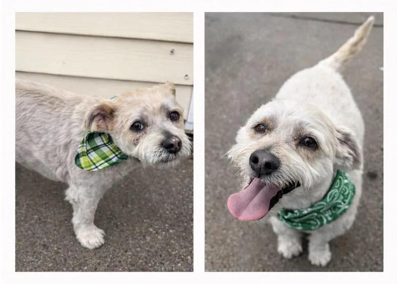 An adult small-sized male Yorkshire Terrier dog named Charlie & Henry for adoption in Staten Island, NY