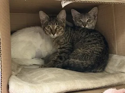 A young small-sized female Domestic Short Hair cat named Lightning for adoption in Lowell, MA