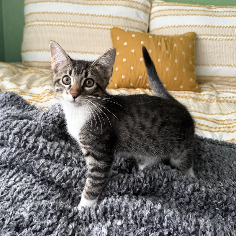 A baby medium-sized male Tabby (Brown / Chocolate) Domestic Short Hair cat named Waffles for adoption in Fort Worth, TX