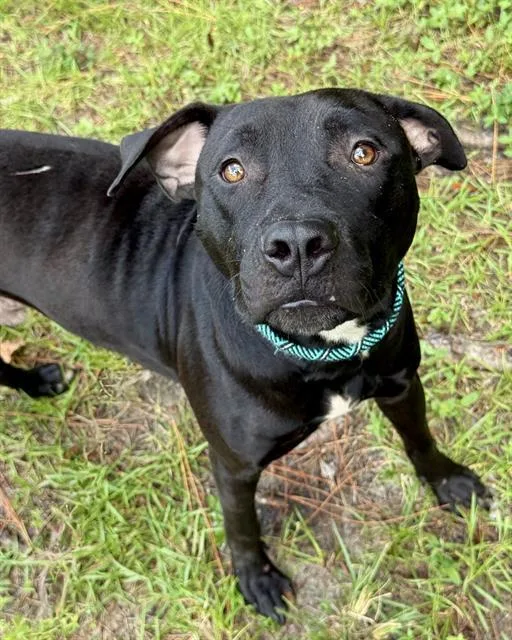 A young medium-sized male Mixed Breed dog named Friesian for adoption in Fort Walton Beach, FL