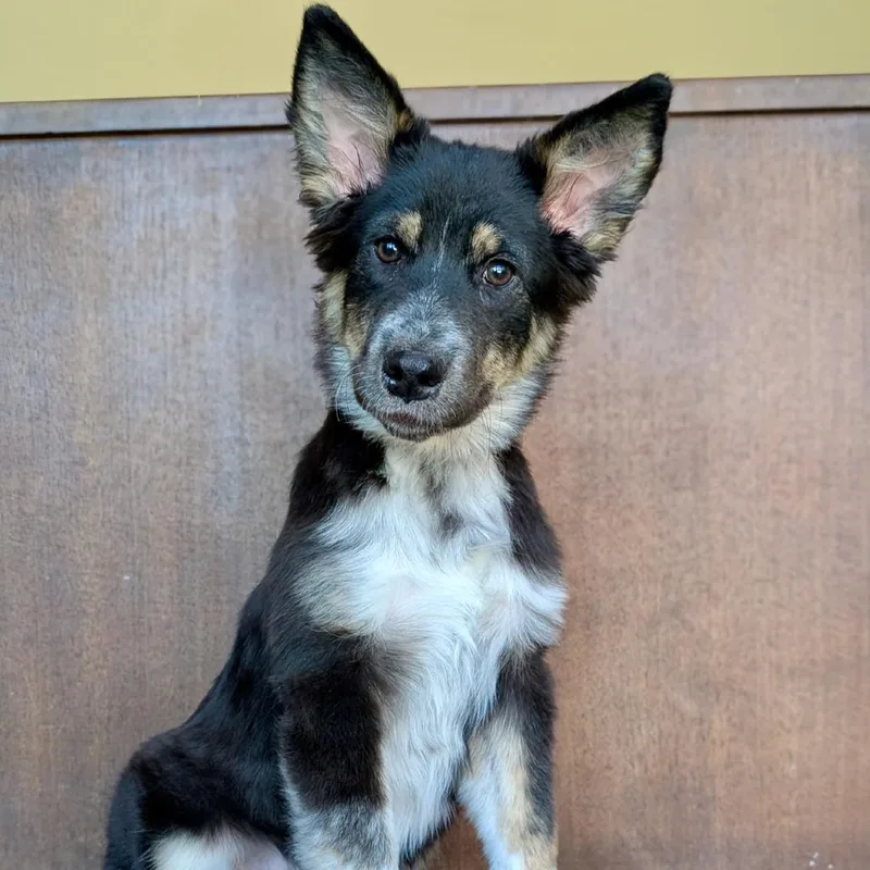 A baby medium-sized female Black German Shepherd Dog dog named Maple for adoption in Fredericksburg, TX
