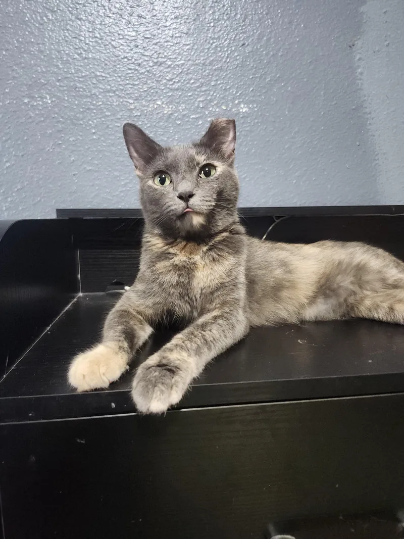 A young small-sized female Domestic Short Hair cat named Bitsy for adoption in Long Beach, CA