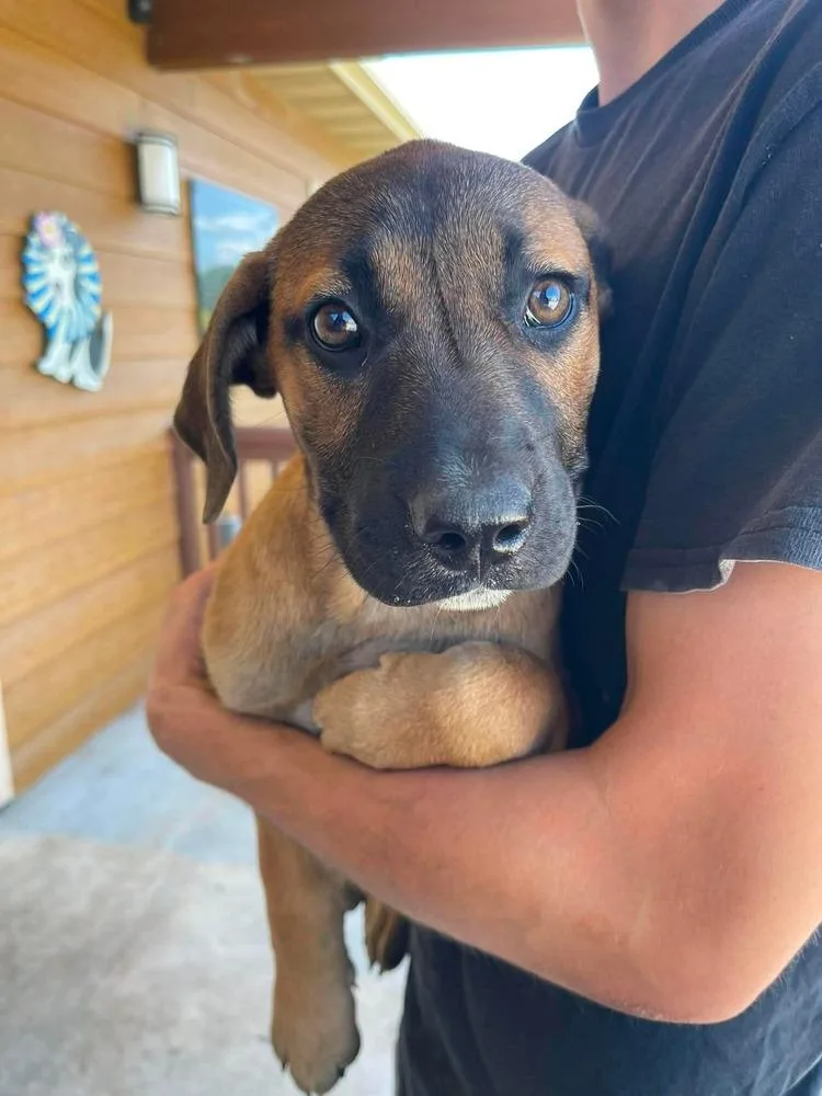 A baby medium-sized female Boxer dog named Cirrus for adoption in Bolivar, MO