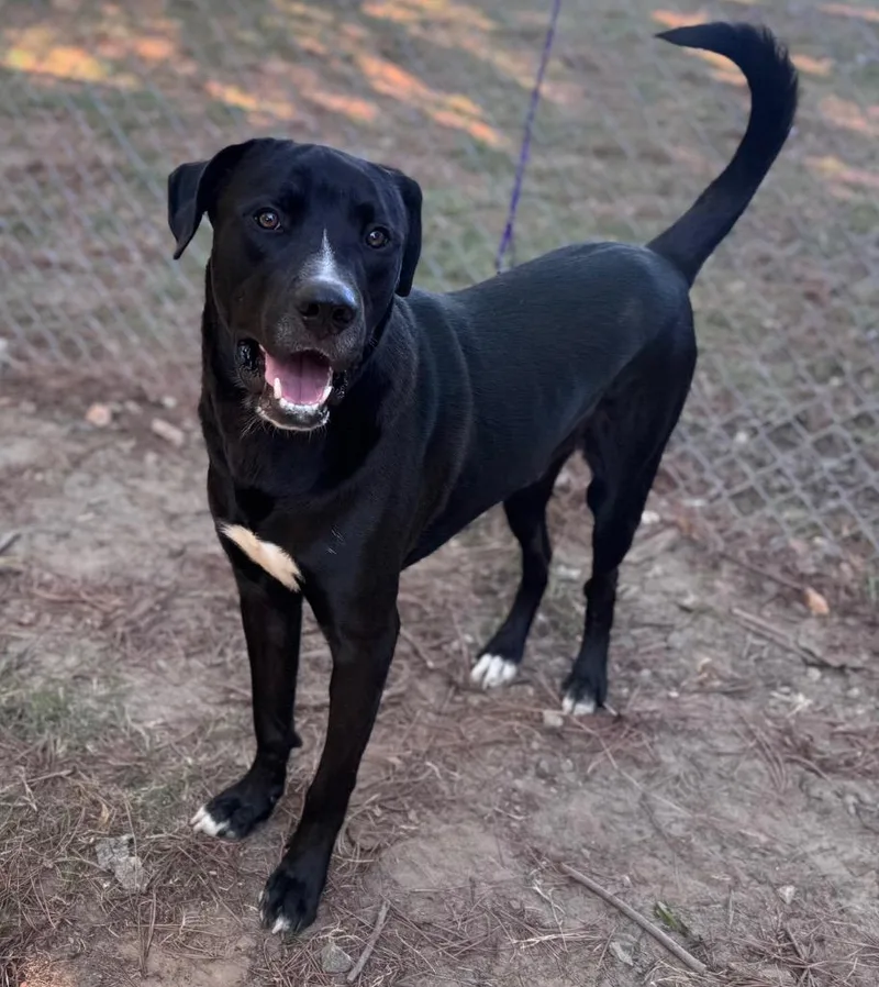 A senior large-sized male Labrador Retriever dog named Cruz for adoption in Little Rock, AR