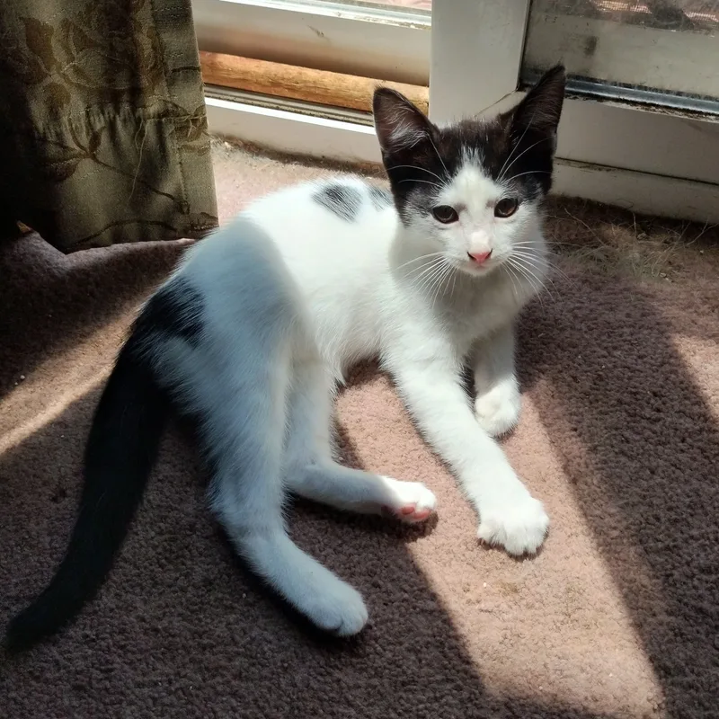 An adult small-sized female Black & White / Tuxedo Domestic Short Hair cat named Ivory for adoption in RIVERSIDE, CA