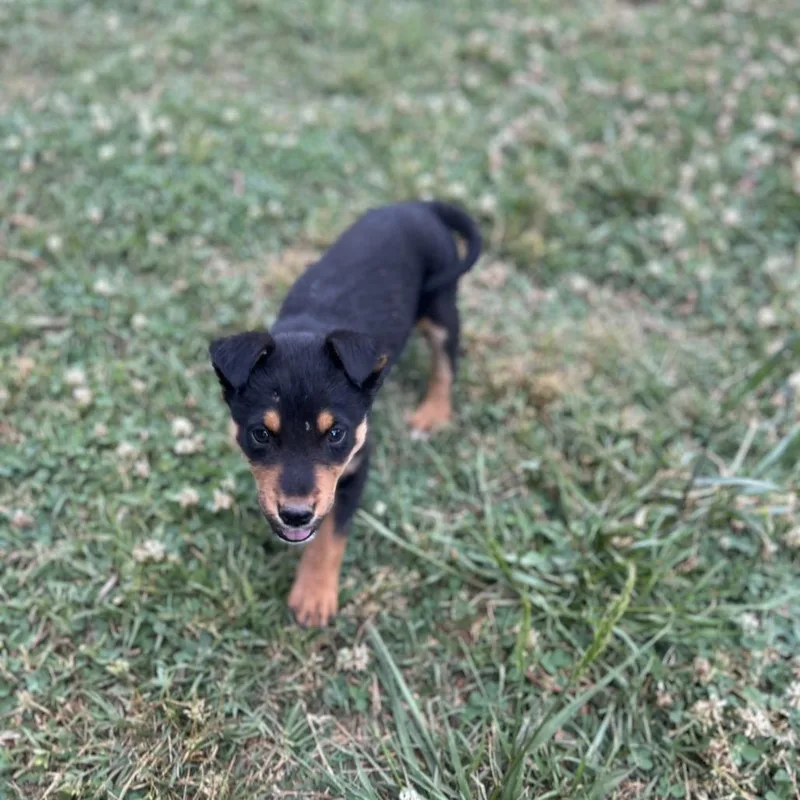 A baby small-sized male Shepherd dog named Manchester for adoption in Wake Forest, NC