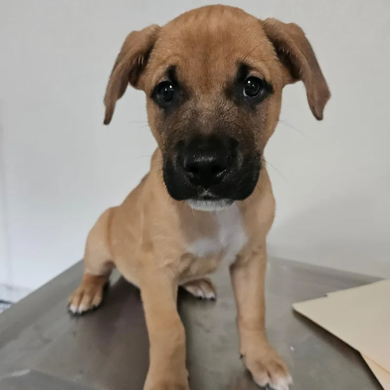 A baby medium-sized female Yellow / Tan / Blond / Fawn German Shepherd Dog dog named Beetle for adoption in Hattiesburg, MS