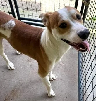 An adult medium-sized male Mixed Breed dog named Sammy for adoption in Madison, NJ