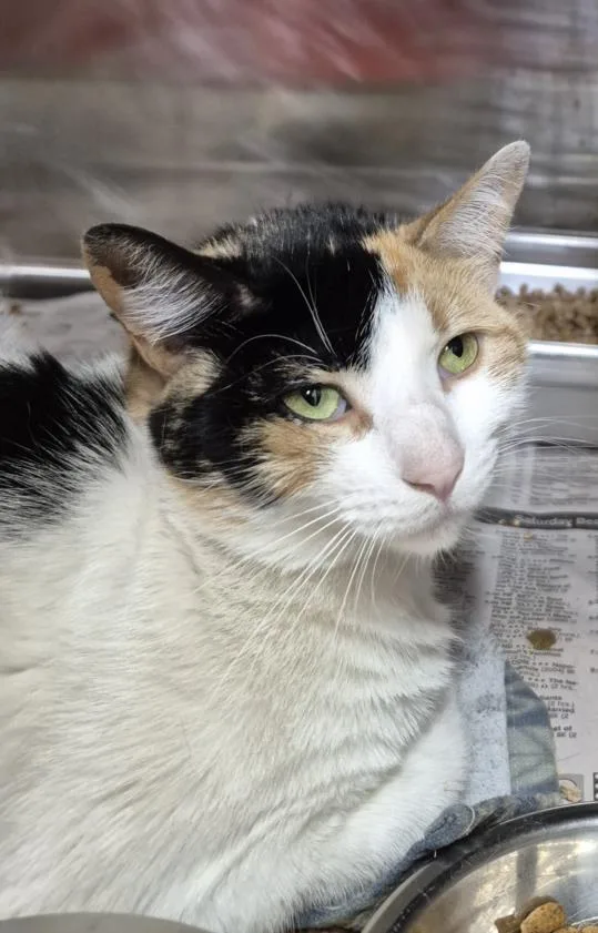 An adult small-sized female Domestic Short Hair cat named Bonita for adoption in Hagerstown, MD