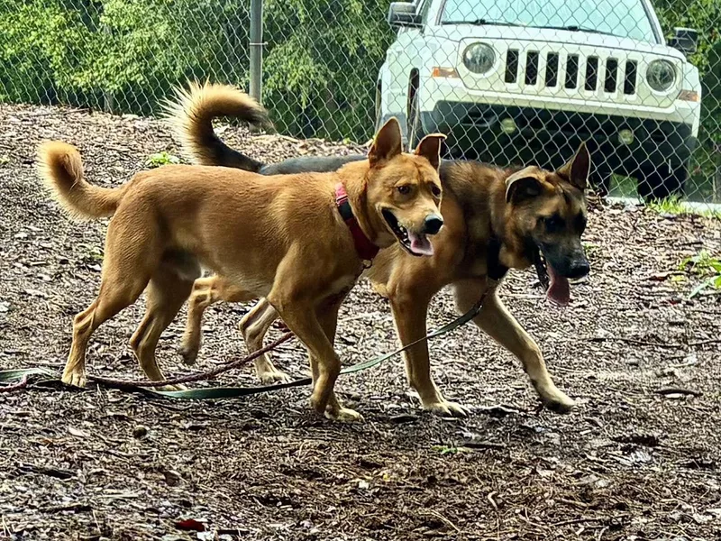 A young medium-sized male Australian Cattle Dog / Blue Heeler dog named Stove for adoption in Cedarburg, WI