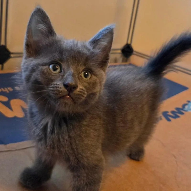A baby small-sized male Gray / Blue / Silver Domestic Medium Hair cat named Fly Wheel for adoption in Westminster, CA