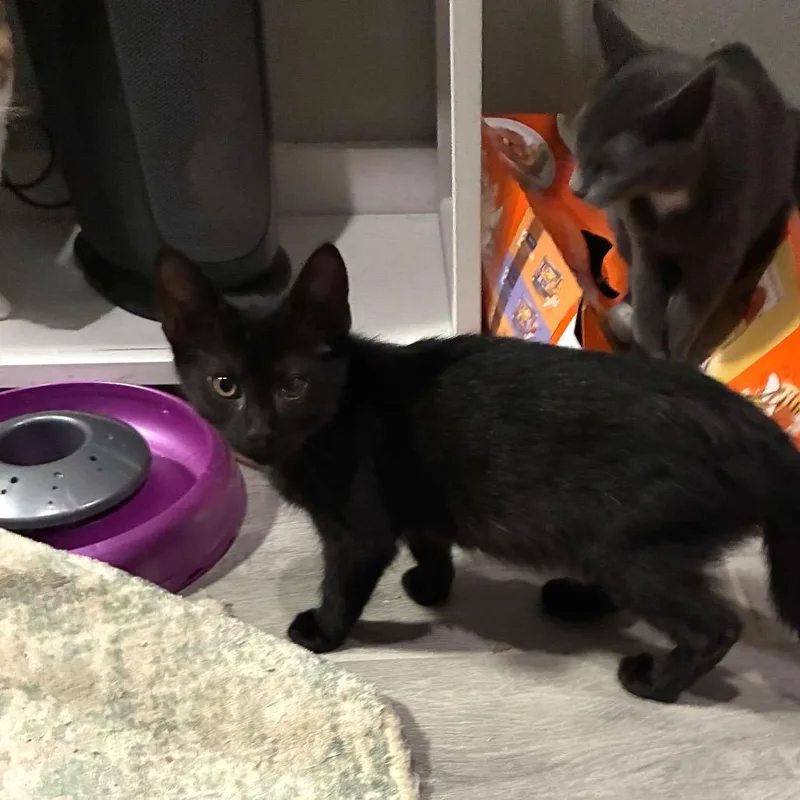 A baby small-sized male Black Domestic Short Hair cat named Meojito for adoption in Bulverde, TX