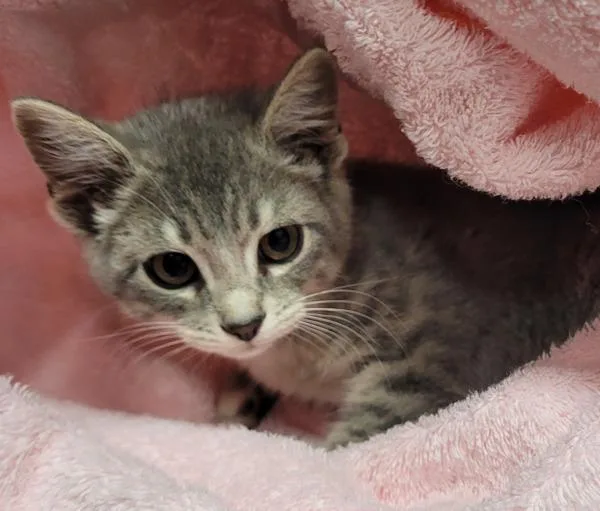 A baby small-sized female Domestic Short Hair cat named Nutmeg for adoption in Vancouver, WA