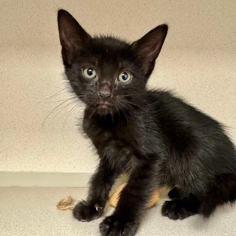A baby small-sized male Black Domestic Short Hair cat named Orca for adoption in New York, NY