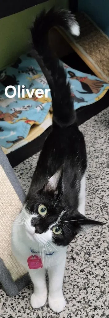 A baby medium-sized male Domestic Short Hair cat named Oliver for adoption in Kendallville, IN
