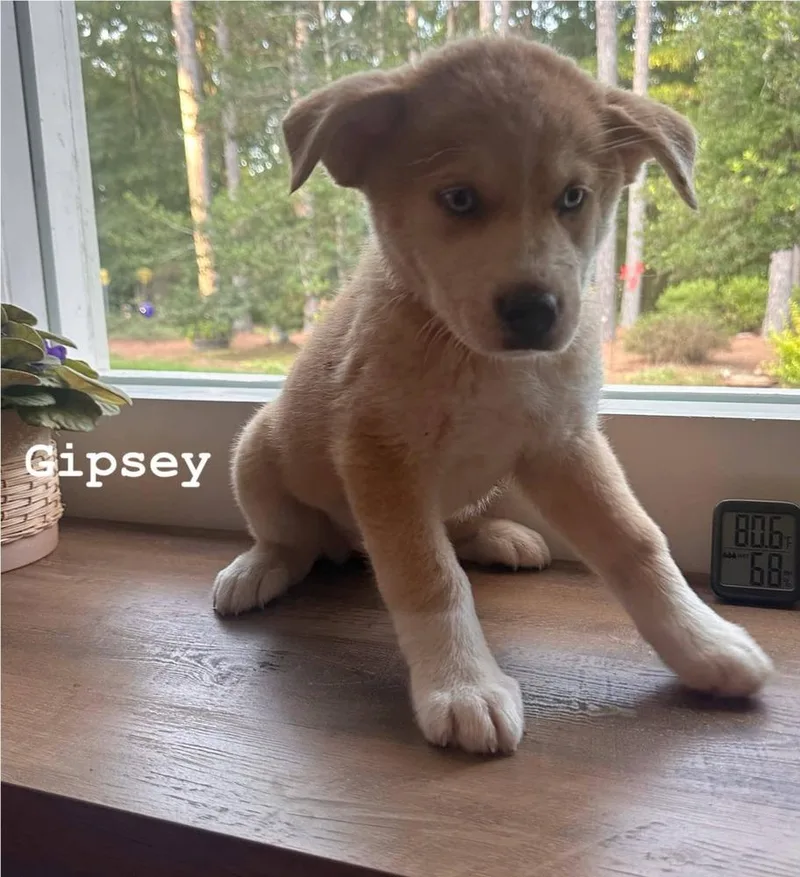 A baby large-sized male Mixed Breed dog named Gipsey for adoption in Groveland, MA
