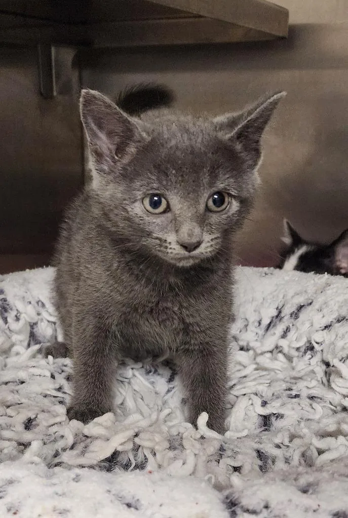 A baby medium-sized female Domestic Short Hair cat named Venus for adoption in Great Bend, KS