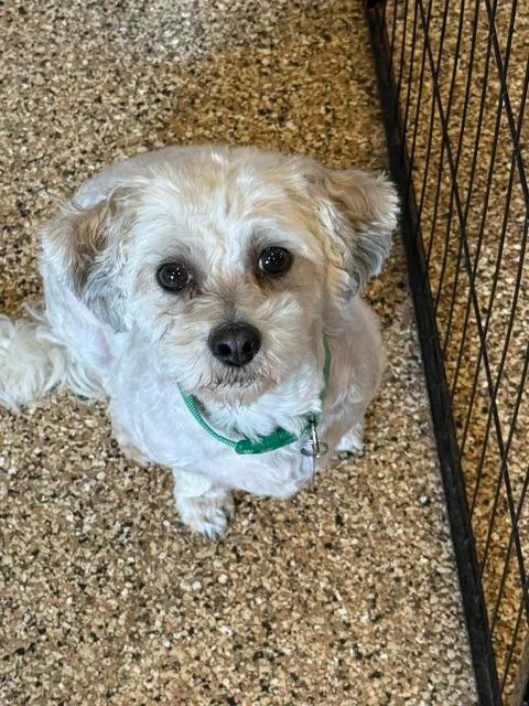 An adult small-sized male Mixed Breed dog named Chio for adoption in Hot Springs, SD