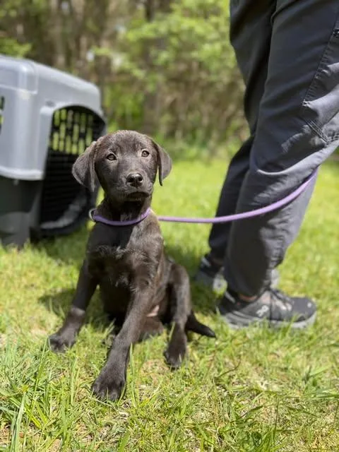 A young large-sized female Black Labrador Retriever dog named Joy for adoption in Blackwood, NJ