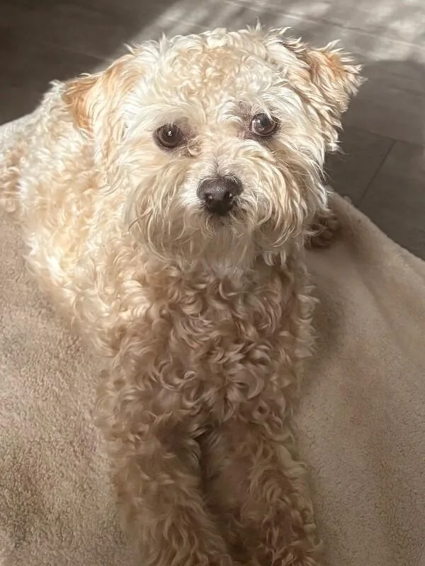 A young small-sized male Yellow / Tan / Blond / Fawn Miniature Poodle dog named Teddy for adoption in Anthem, AZ