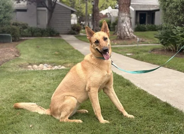 A young large-sized female German Shepherd Dog dog named Sunny for adoption in San Jose, CA