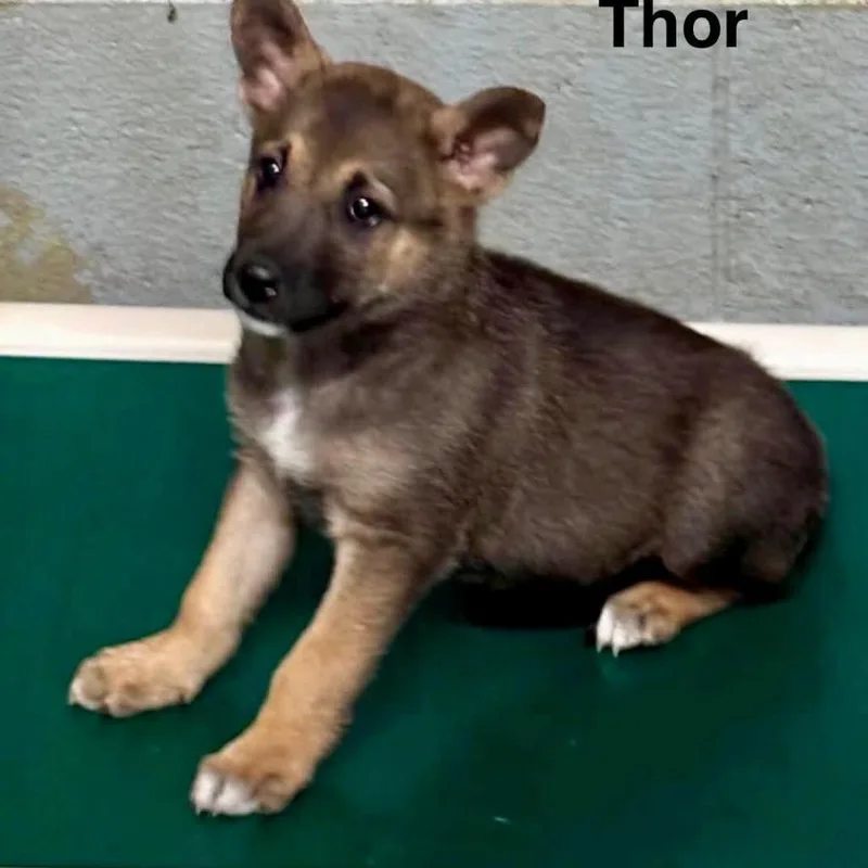 A baby medium-sized male Yellow / Tan / Blond / Fawn German Shepherd Dog dog named Thor Odinson for adoption in Fairfax Station, VA