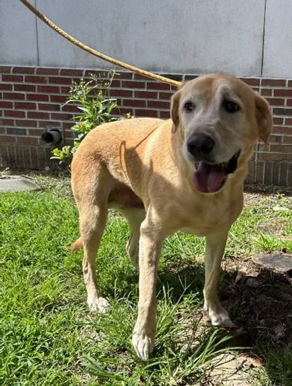 An adult large-sized male Labrador Retriever dog named Morgan for adoption in Savannah, GA