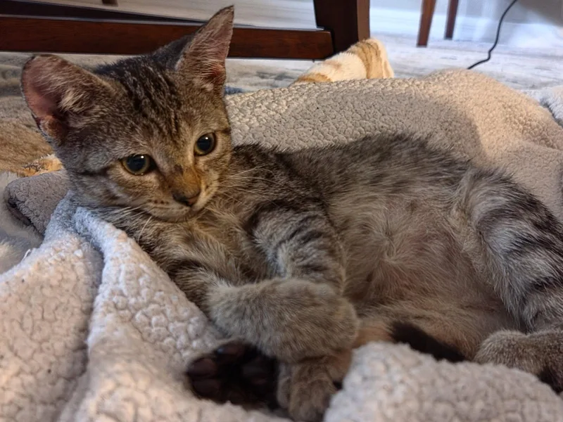 A baby medium-sized female Domestic Short Hair cat named Midge for adoption in Orlando, FL