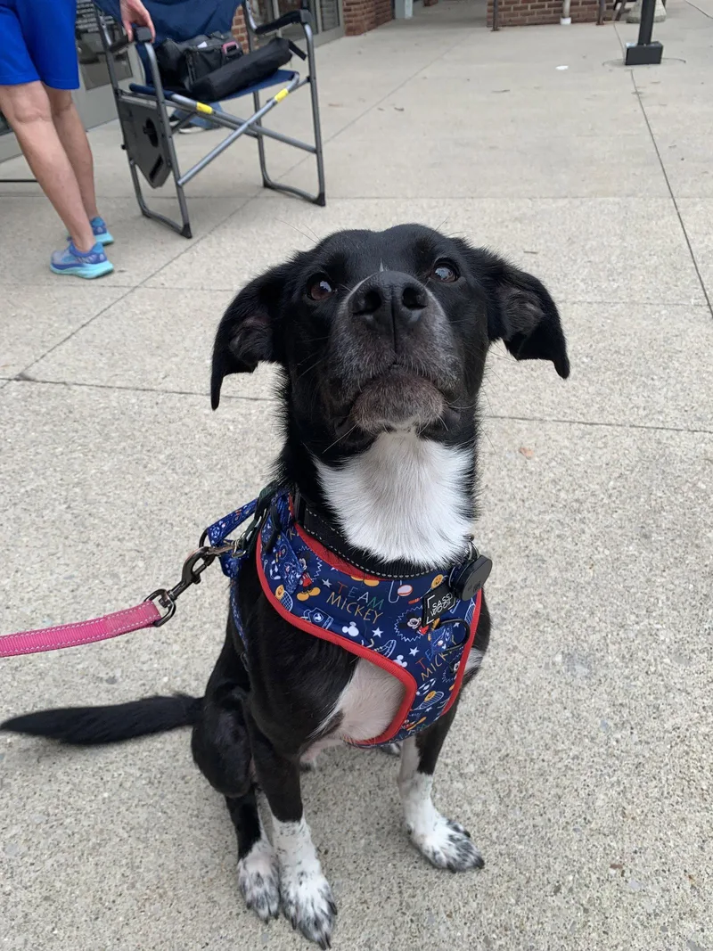 A young medium-sized male Beagle dog named Fen for adoption in Powell, OH