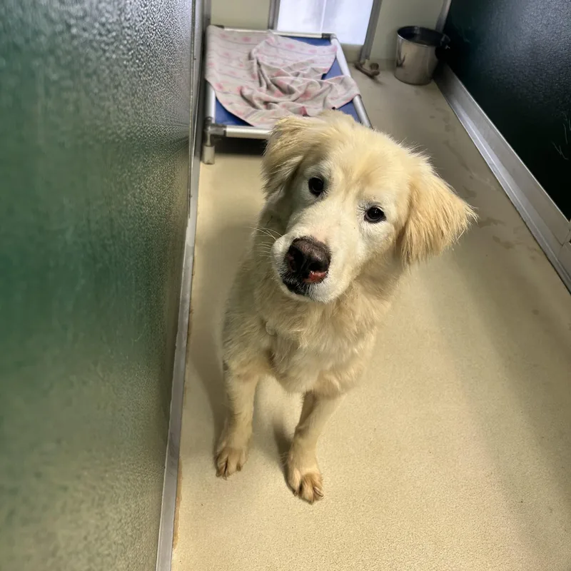 An adult medium-sized male Yellow / Tan / Blond / Fawn Golden Retriever dog named Togo for adoption in Phoenixville, PA