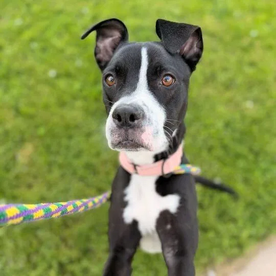 A young medium-sized female Mixed Breed dog named Nala for adoption in Davenport, IA