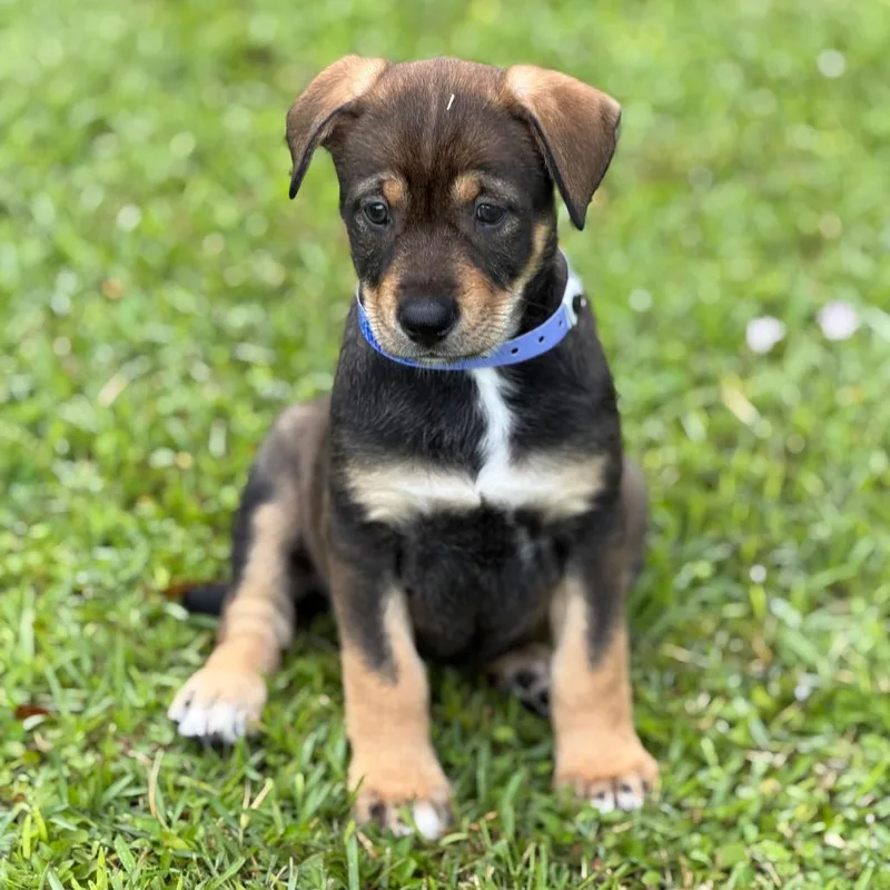 A baby medium-sized female Black Labrador Retriever dog named Olympia for adoption in Wellington, FL