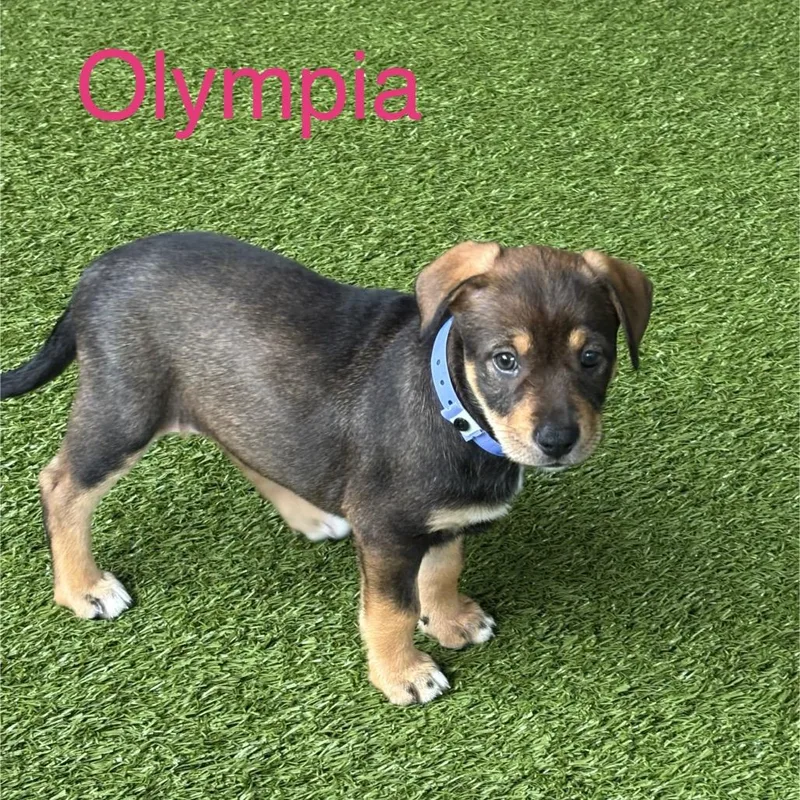 Olympia thumbnail 2