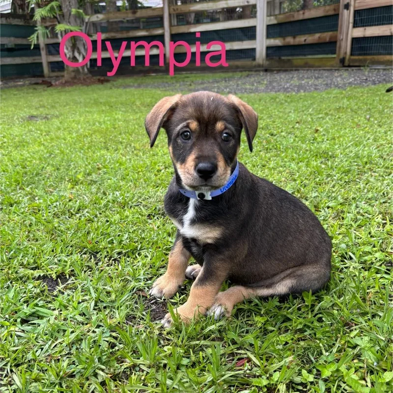 Olympia thumbnail 3