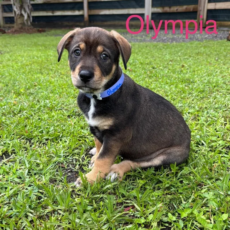 Olympia thumbnail 5