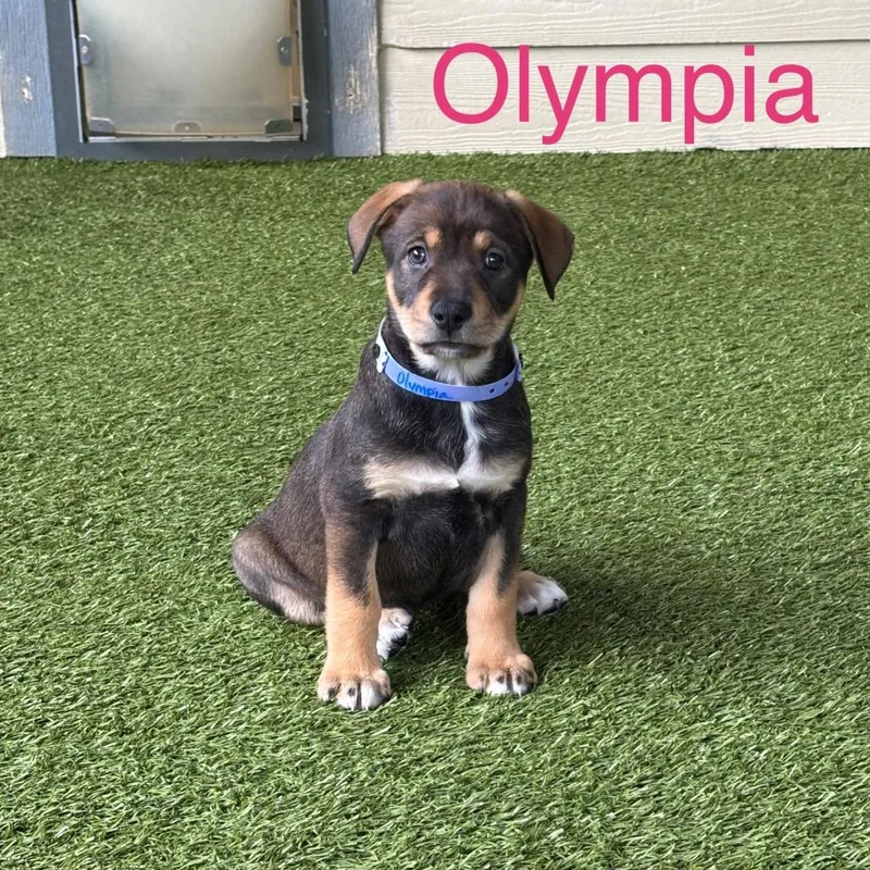 Olympia thumbnail 6