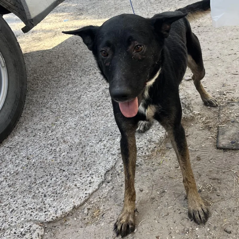 An adult medium-sized female Black Shepherd dog named Navy for adoption in Edinburg, TX