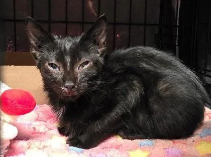 A baby small-sized male Domestic Short Hair cat named Blaze for adoption in Clinton, MO