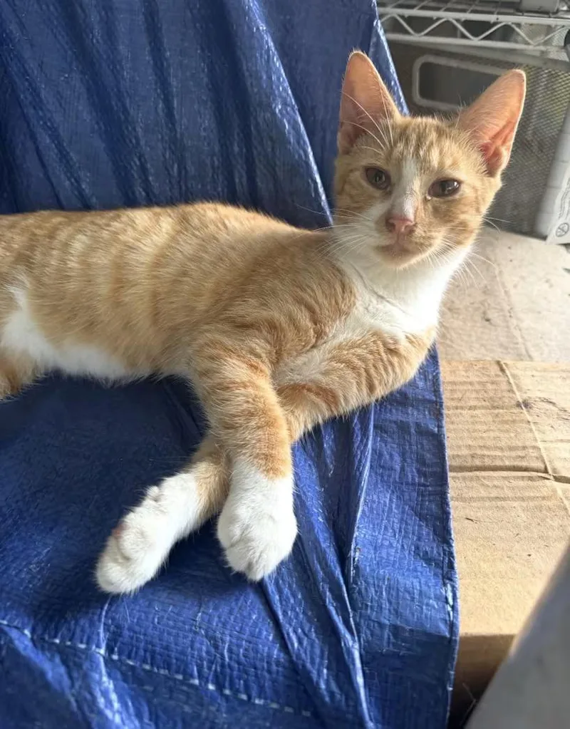 A young large-sized male Orange & White Domestic Short Hair cat named Cheddar for adoption in Greensboro, NC