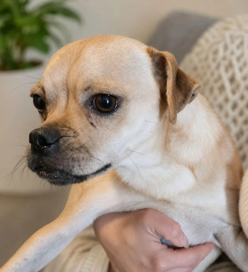 An adult small-sized male Pug dog named Fletcher for adoption in Minneapolis, MN