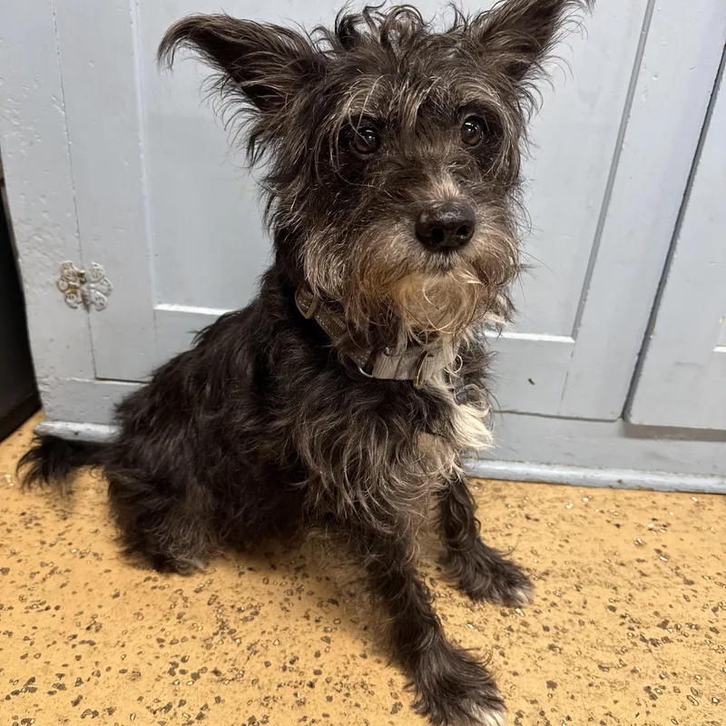 An adult small-sized male Black Schnauzer dog named Dino for adoption in Novi, MI