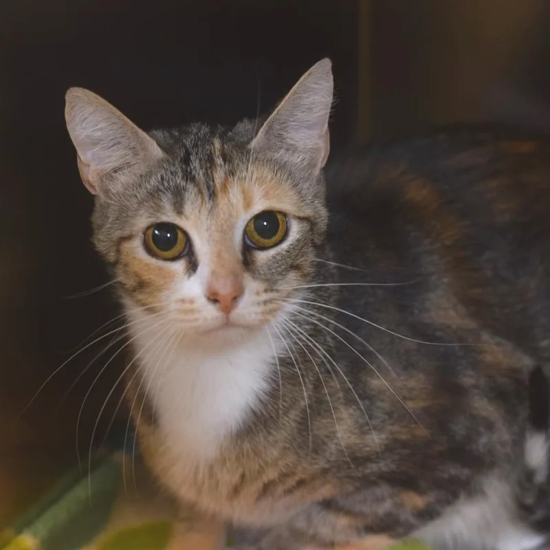 An adult medium-sized female Torbie Domestic Short Hair cat named Mama Moo for adoption in Belleville, IL