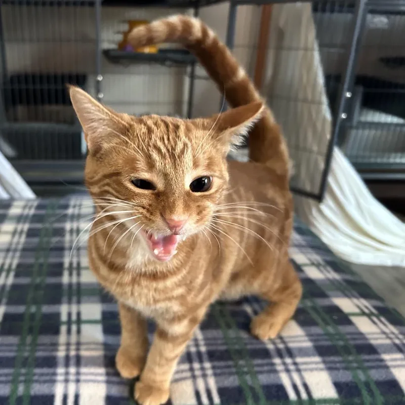 Pumpernickel Salsa thumbnail 2