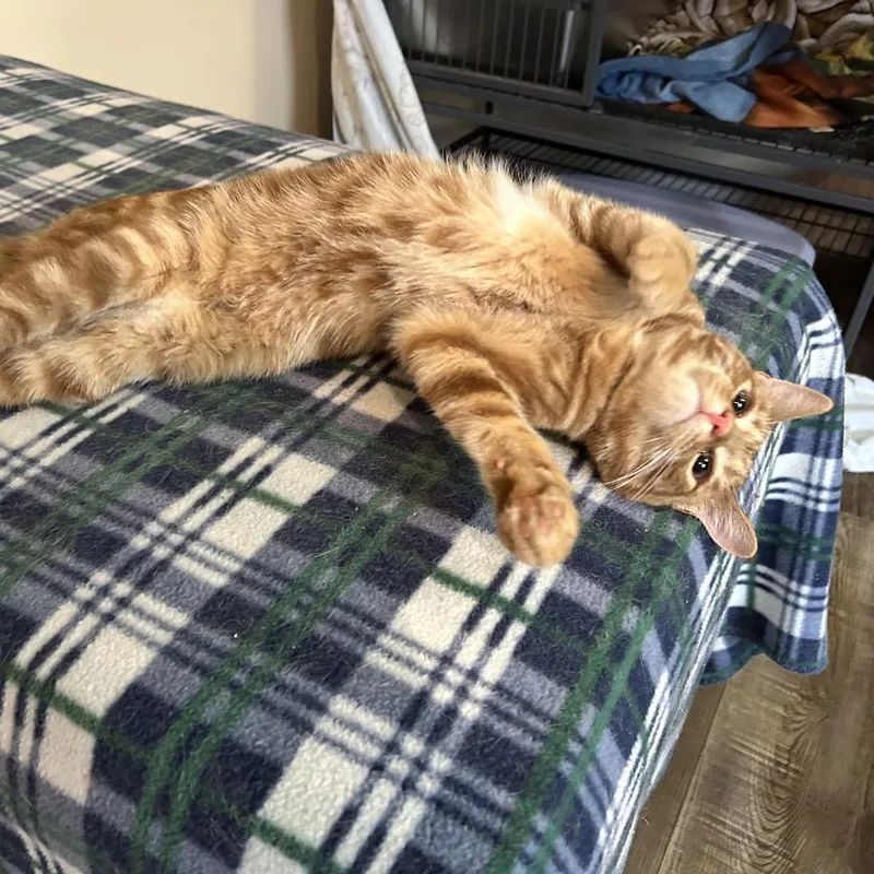 Pumpernickel Salsa thumbnail 4